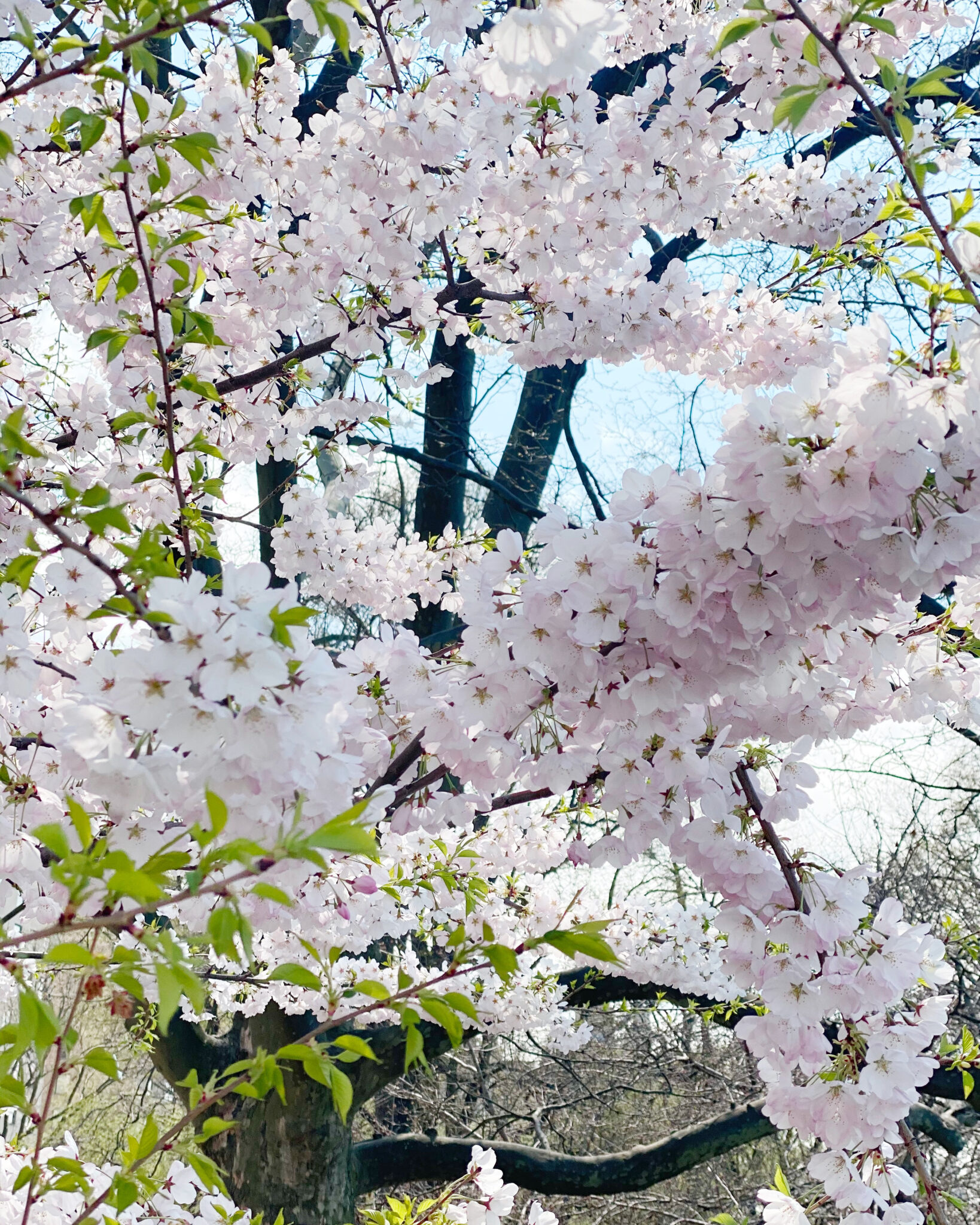 cherry blossoms