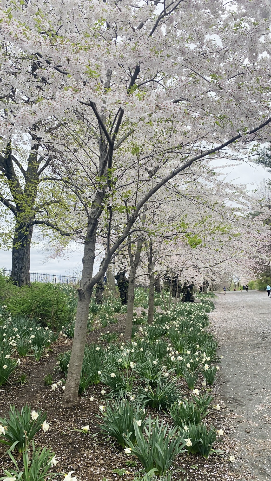 cherry blossoms